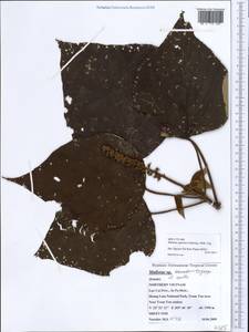 Mallotus japonicus (L.f.) Müll.Arg., Зарубежная Азия (ASIA) (Вьетнам)
