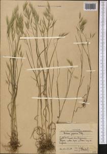 Костер японский Houtt., Средняя Азия и Казахстан, Западный Тянь-Шань и Каратау (M3) (Узбекистан)