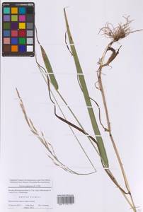 Lolium giganteum (L.) Darbysh., Восточная Европа, Московская область и Москва (E4a) (Россия)