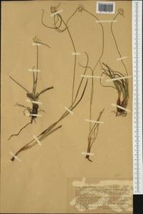 Carex baldensis L., Западная Европа (EUR) (Италия)