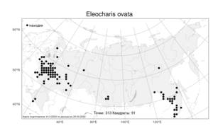 Eleocharis ovata, Болотница яйцевидная (Roth) Roem. & Schult., Атлас флоры России (FLORUS) (Россия)