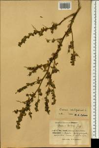 Ononis spinosa subsp. antiquorum (L.)Briq., Зарубежная Азия (ASIA) (КНР)