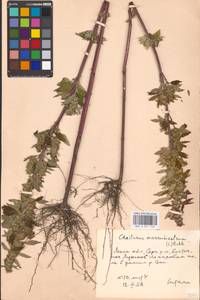 Щетинохвост шандровый (L.) Ehrh. ex Rchb., Восточная Европа, Московская область и Москва (E4a) (Россия)