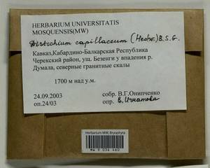 Distichium capillaceum (Hedw.) Bruch & Schimp., Гербарий мохообразных, Мхи - Северный Кавказ и Предкавказье (B12) (Россия)