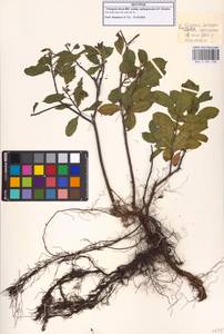 Frangula alnus subsp. alnus, Кавказ, Грузия (K4) (Грузия)