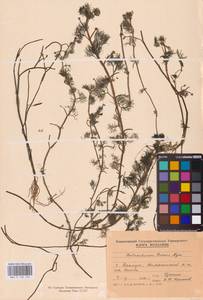 Лютик Риона, Шелковник Риона Lagger, Восточная Европа, Молдавия (E13a) (Молдавия)