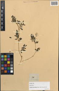 Tribulus zeyheri subsp. macranthus (Hassk.) Hadidi, Зарубежная Азия (ASIA) (Филиппины)