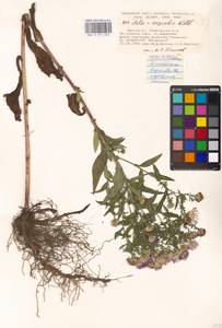 Symphyotrichum ×versicolor (Willd.) G. L. Nesom, Восточная Европа, Московская область и Москва (E4a) (Россия)
