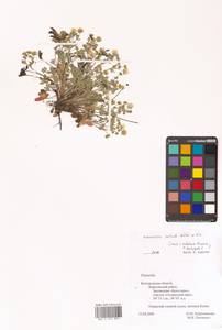 Лапчатка оттопырено-пушистая, Лапчатка поникшая Waldst. & Kit., Восточная Европа, Центральный лесостепной район (E6) (Россия)