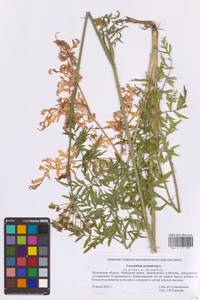 Silphiodaucus prutenicus (L.) Spalik, Wojew., Banasiak, Piwczyñski & Reduron, Восточная Европа, Московская область и Москва (E4a) (Россия)