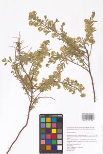 Спирея городчатая, Таволга городчатая L., Восточная Европа, Восточный район (E10) (Россия)