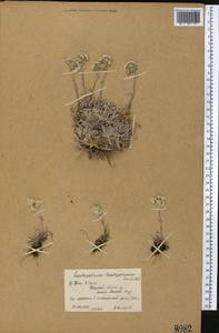 Leontopodium leontopodinum (DC.) Hand.-Mazz., Средняя Азия и Казахстан, Северный и Центральный Тянь-Шань (M4) (Киргизия)
