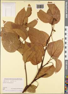 Hovenia dulcis Thunb., Кавказ, Грузия (K4) (Грузия)