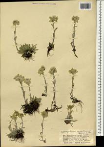 Leontopodium leontopodinum (DC.) Hand.-Mazz., Монголия (MONG) (Монголия)