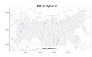 Blitum capitatum, Блитум головчатый L., Атлас флоры России (FLORUS) (Россия)