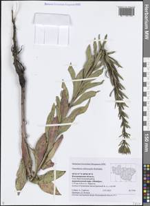 Oenothera × rubricaulis Kleb., Восточная Европа, Центральный район (E4) (Россия)