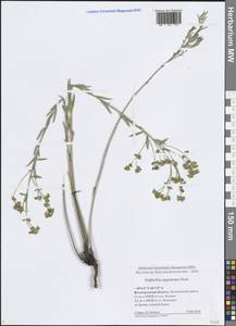 Молочай Сегье Neck., Восточная Европа, Нижневолжский район (E9) (Россия)