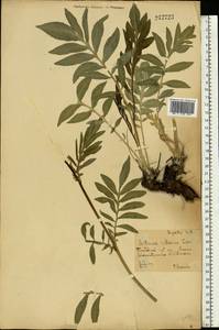 Rhaponticoides ruthenica (Lam.) M.V.Agab. & Greuter, Восточная Европа, Центральный лесостепной район (E6) (Россия)