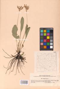 Первоцвет весенний L., Западная Европа (EUR) (Польша)