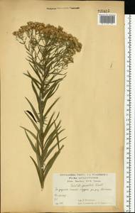 Galatella sedifolia subsp. sedifolia, Восточная Европа, Центральный лесостепной район (E6) (Россия)
