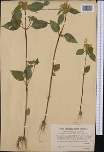 Пикульник красивый, Зябра Mill., Западная Европа (EUR) (Словения)