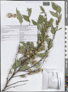 Prunus ledebouriana (Schltdl.) Y.Y.Yao, Средняя Азия и Казахстан, Джунгарский Алатау и Тарбагатай (M5) (Казахстан)