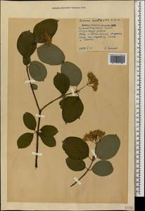 Свидина южная (C.A.Mey.) Jáv., Кавказ, Краснодарский край и Адыгея (K1a) (Россия)