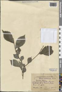 Ulmus davidiana var. japonica (Rehder) Nakai, Сибирь, Дальний Восток (S6) (Россия)