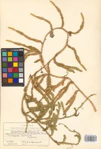 Spinulum annotinum subsp. annotinum, Сибирь, Дальний Восток (S6) (Россия)