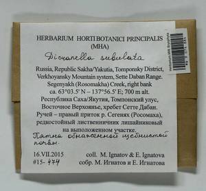 Dicranellopsis subulata (Hedw.) Bonfim Santos, Siebel & Fedosov, Гербарий мохообразных, Мхи - Якутия (B19) (Россия)