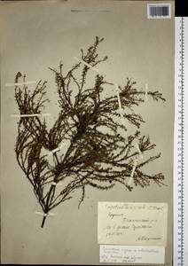 Empetrum nigrum subsp. stenopetalum (V. N. Vassil.) Nedol., Сибирь, Якутия (S5) (Россия)