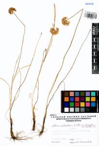 Лук блестящий Willd. ex Schult. & Schult.f., Сибирь, Прибайкалье и Забайкалье (S4) (Россия)