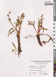 Клайтония остролистная Pall. ex Willd., Сибирь, Чукотка и Камчатка (S7) (Россия)