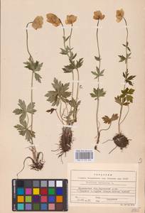 Купальница европейская L., Восточная Европа, Северный район (E1) (Россия)