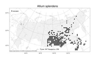 Allium splendens, Лук блестящий Willd. ex Schult. & Schult.f., Атлас флоры России (FLORUS) (Россия)