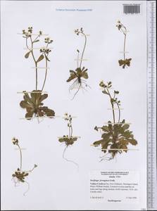 Micranthes ferruginea (Grah.) Brouillet & Gornall, Америка (AMER) (США)