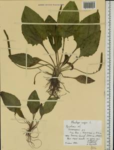 Подорожник большой L., Восточная Европа, Центральный лесостепной район (E6) (Россия)