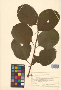 Древогубец круглолистный Thunb., Сибирь, Дальний Восток (S6) (Россия)