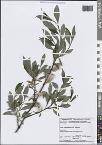 Ива Сапожникова A.K.Skvortsov, Сибирь, Центральная Сибирь (S3) (Россия)