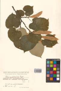 Липа маньчжурская Rupr. & Maxim., Сибирь, Дальний Восток (S6) (Россия)