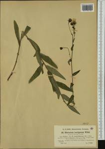 Ястребинка сглаженная Willd., Западная Европа (EUR) (Австрия)