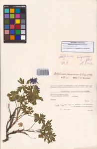 Живокость короткошпорцевая Ledeb., Сибирь, Чукотка и Камчатка (S7) (Россия)