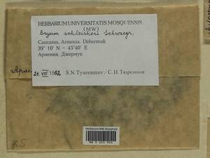 Ptychostomum schleicheri (DC.) J.R. Spence, Гербарий мохообразных, Мхи - Закавказье (B13) (Армения)