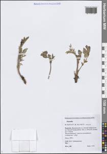 Лапчатка, Сибирь, Прибайкалье и Забайкалье (S4) (Россия)