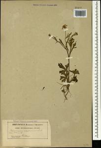 Лютик остросеменной, Лютик остроплодный Willd., Кавказ (без точных местонахождений) (K0)