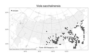 Viola sacchalinensis, Фиалка сахалинская H. Boissieu, Атлас флоры России (FLORUS) (Россия)