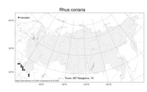 Rhus coriaria, Сумах дубильный L., Атлас флоры России (FLORUS) (Россия)