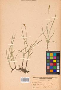 Осока возрастающая Ohwi, Сибирь, Дальний Восток (S6) (Россия)