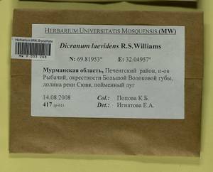 Dicranum laevidens R.S. Williams, Гербарий мохообразных, Мхи - Карелия, Ленинградская и Мурманская области (B4) (Россия)