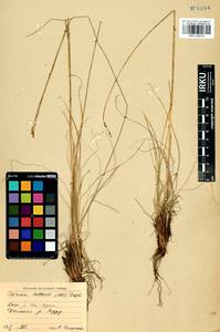 Carex myosuroides Vill., Сибирь, Прибайкалье и Забайкалье (S4) (Россия)